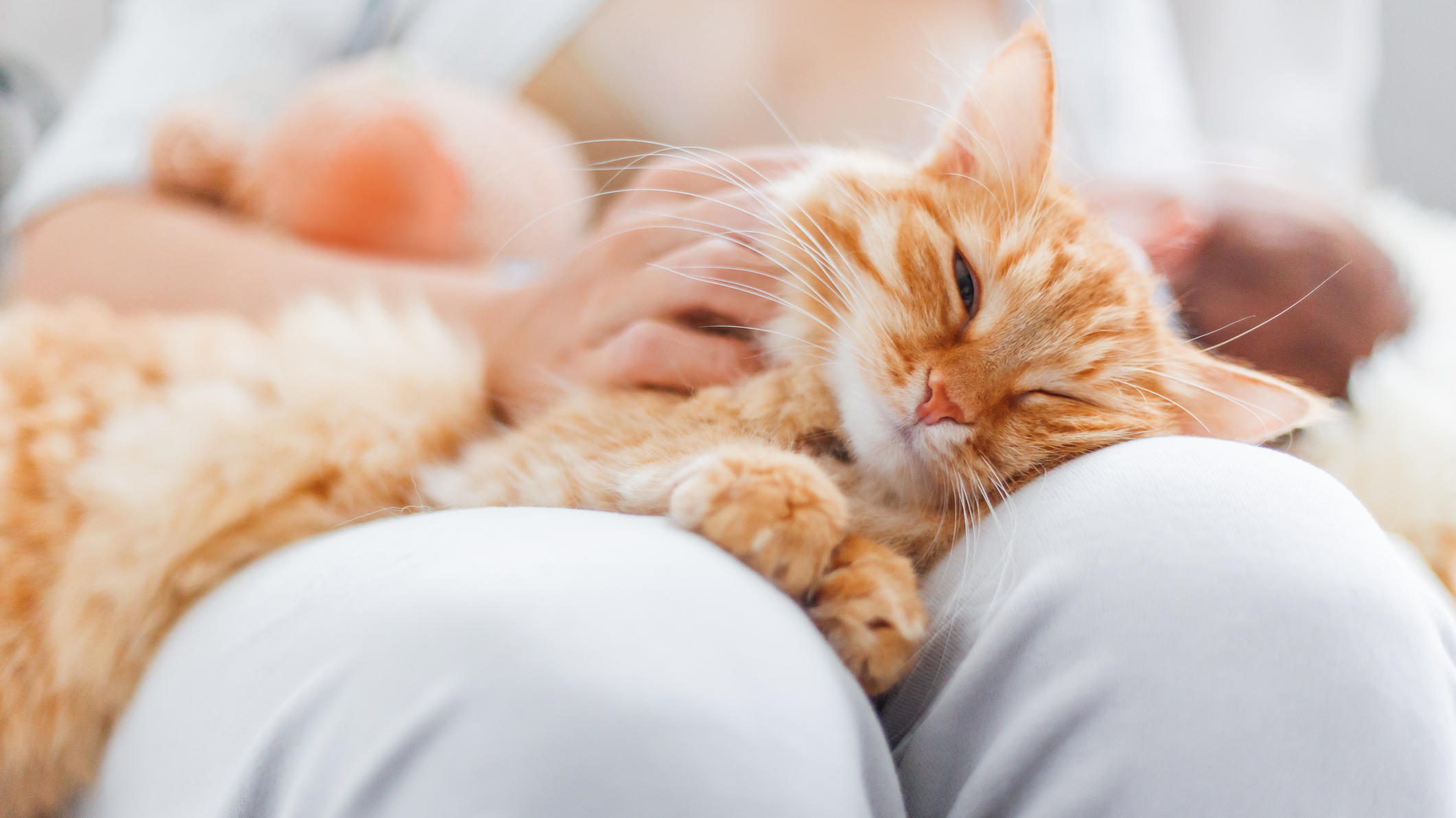 Katzen spiegeln die Persönlichkeit ihrer Besitzer wider Katze schmust mit Besitzer.