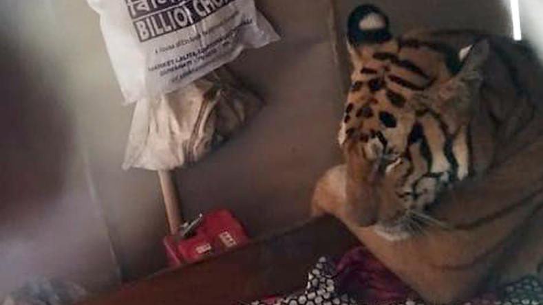 Tiger flieht vor Monsun in ein Bett Tiger im Bett