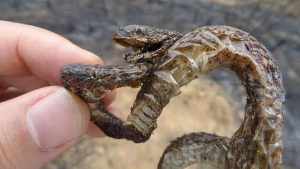 So schlimm sind die Auswirkungen der Waldbrände in Brasilien Schlange verkohlt durch Waldbrände