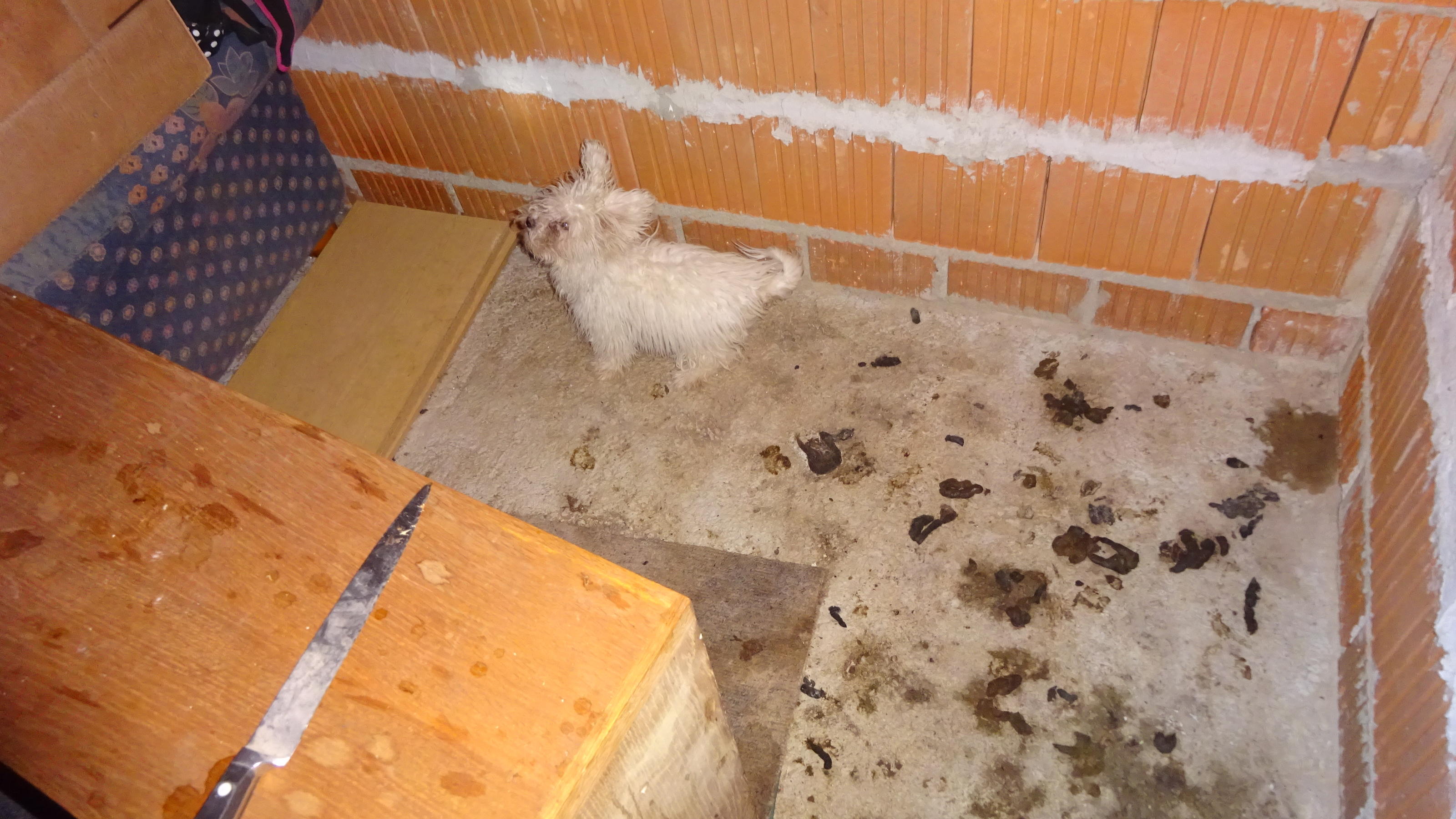 Polizei rettet verwahrlosten Hund aus Wohnung Die Polizei rettete einen verwahrlosten Hund im bayrischen Thurmansbang (Credit: Polizei Grafenau).