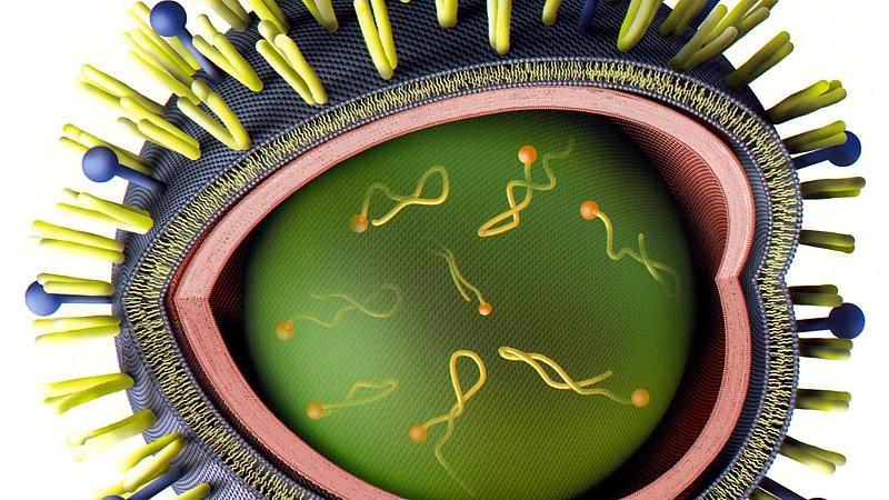 Grippe: Das sind die Symptome Grippe-Virus