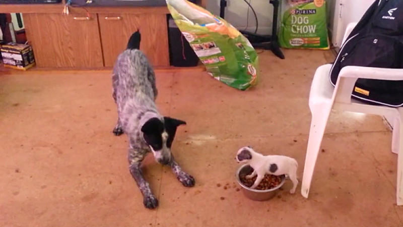 Kampf um den Napf: Mini-Hündin Sadie gegen Riesen-Hund Foxey Zwei Hunde kämpfen um das Futter