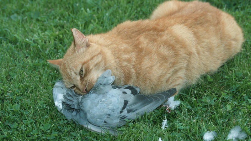 Neues Gesetz: Jäger in NRW dürfen keine Hauskatzen mehr abschießen Neues Gesetz: Jäger in NRW dürfen keine Hauskatzen mehr abschießen