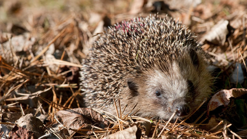 Igel gefunden: So bringen Sie die stacheligen Tiere über den Winter Igel gefunden: So bringen Sie Igel über den Winter