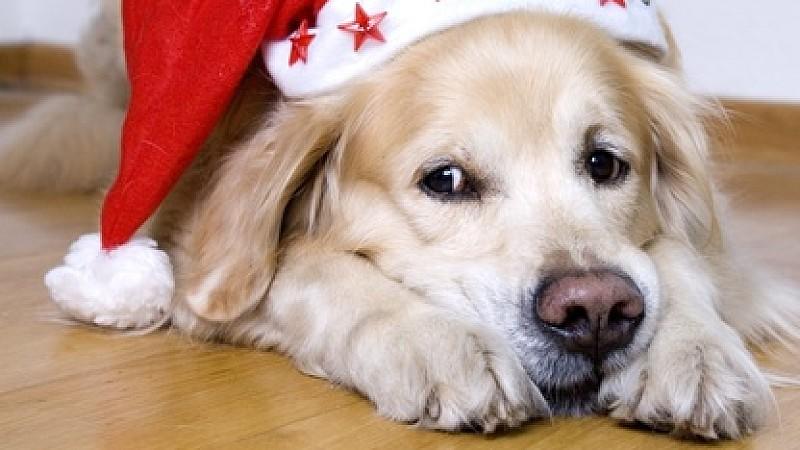 Weihnachtsgeschenke für Haustiere Hund mit Weihnachtsmütze auf dem Kopf liegt auf dem Holzfußboden und verdreht die Augen zur Seite.