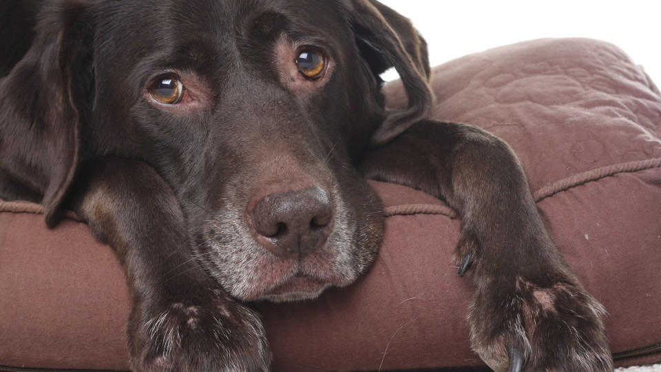 Allergie bei Hunden, Katzen und Co. So können Sie Ihr Tier schützen