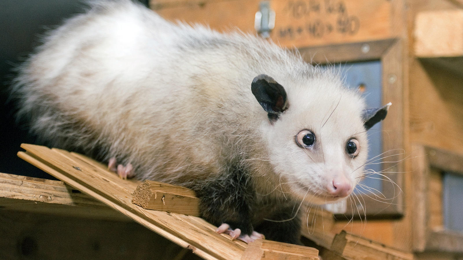 Wenn Tiere wie Menschen die Augen VORN hätten... Opossum Heidi schaut in ALLE Richtungen...