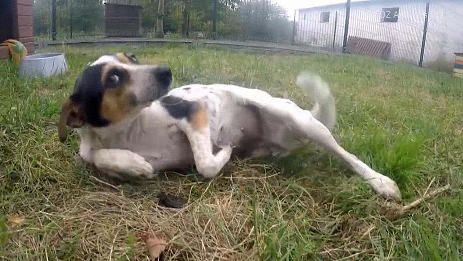 Hund aus Käfig befreit SO freut sich Liszka über die Freiheit RTL.de