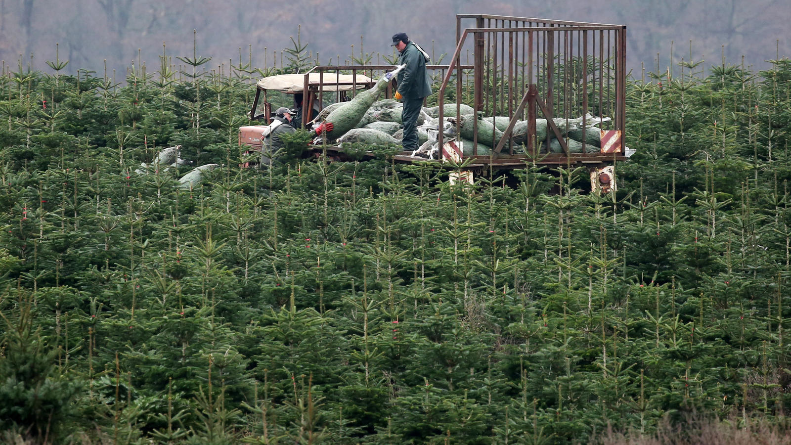 Pestizide am Weihnachtsbaum: Gesundheitsgefahr für den Verbraucher? Pestizide am Weihnachtsbaum