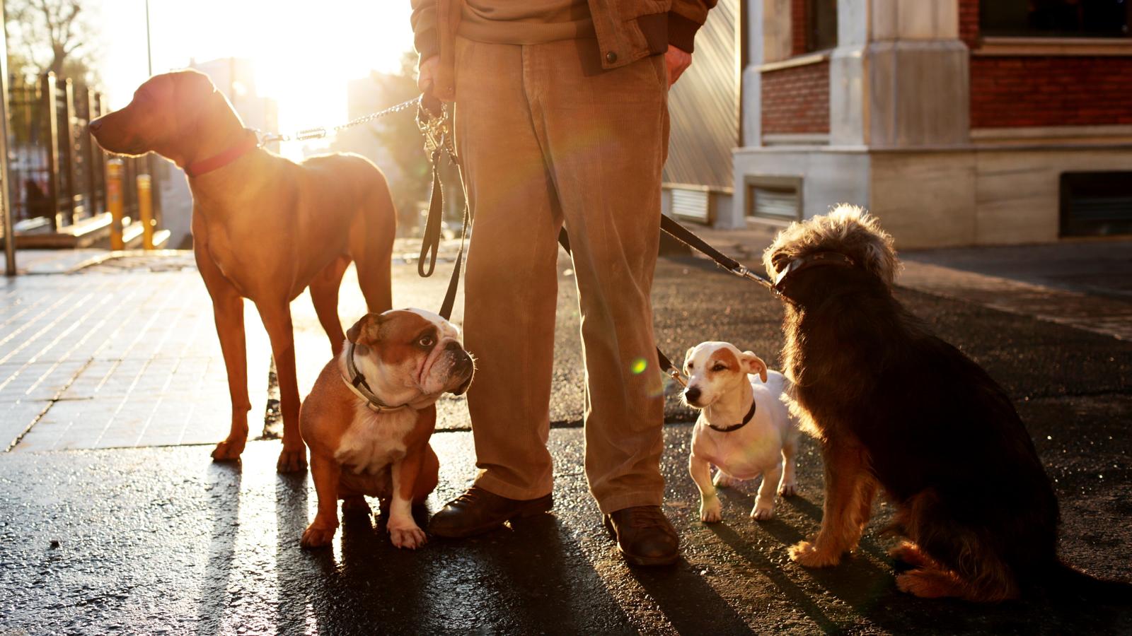 Die 10 beliebtesten Hunderassen Deutschlands Ein Mann hat Hunde verschiedener Rassen an der Leine
