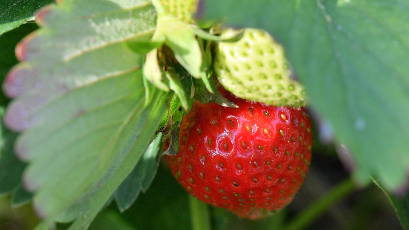 Gartenarbeit und Balkon: Was Sie im Juni alles im Garten machen müssen Arbeiten im Juni-Garten