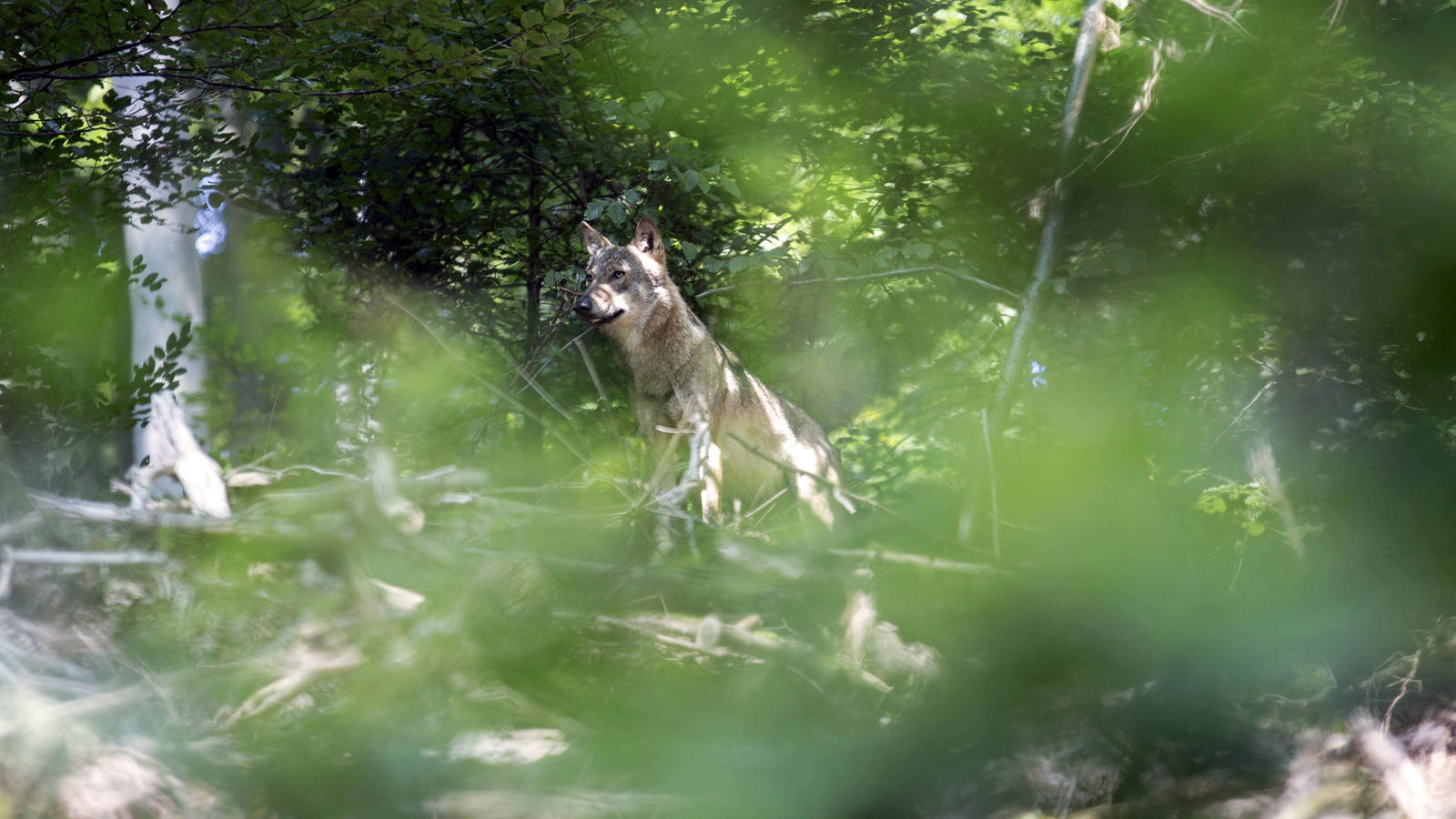 Spektakuläre Sichtung: Erster Wolf im Odenwald seit 150 Jahren Wolf im Odenwald gesichtet