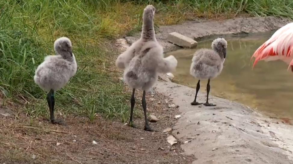 Salt Lake City: Flamingo Babys sorgen für pinke Euphorie Flauschige Flamingo Babys