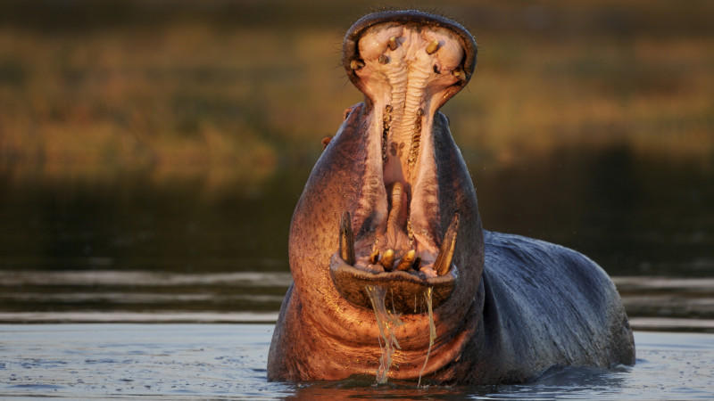 Massensterben in Namibia: Dutzende tote Nilpferde entdeckt In Namibia und Botswana sind Dutzende tote Nilpferde entdeckt worden.