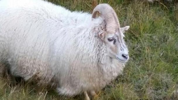 Fabelhaft: Auf Island wurde ein "Einhorn" vor Schlachtung gerettet! Wirbel um Einhorn-Schaf Einhyrningur