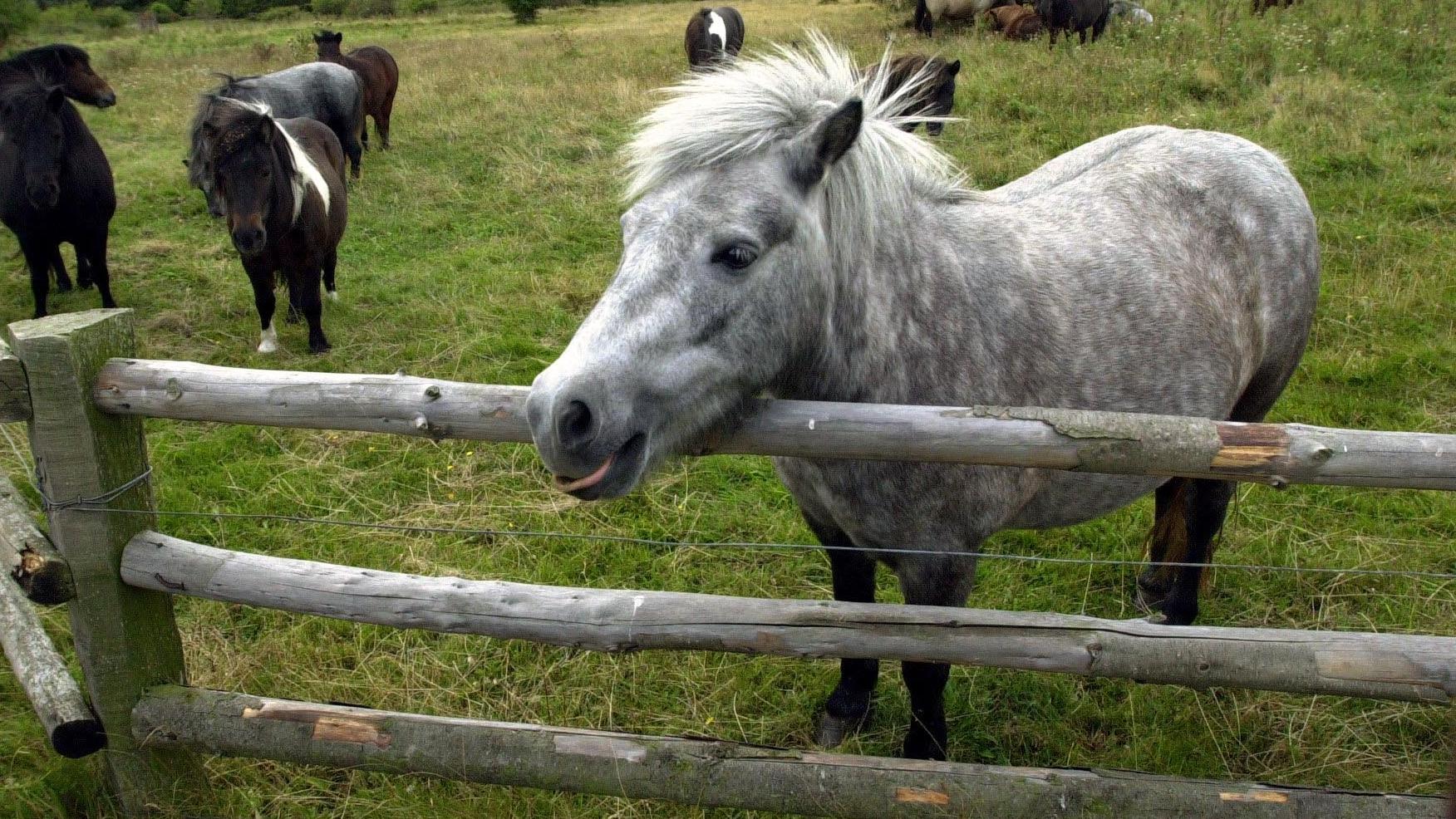 Schönbek, Schleswig-Holstein: Pony geht durch – Mädchen (7) tot Pony geht durch - Mädchen tot (Symbolbild)