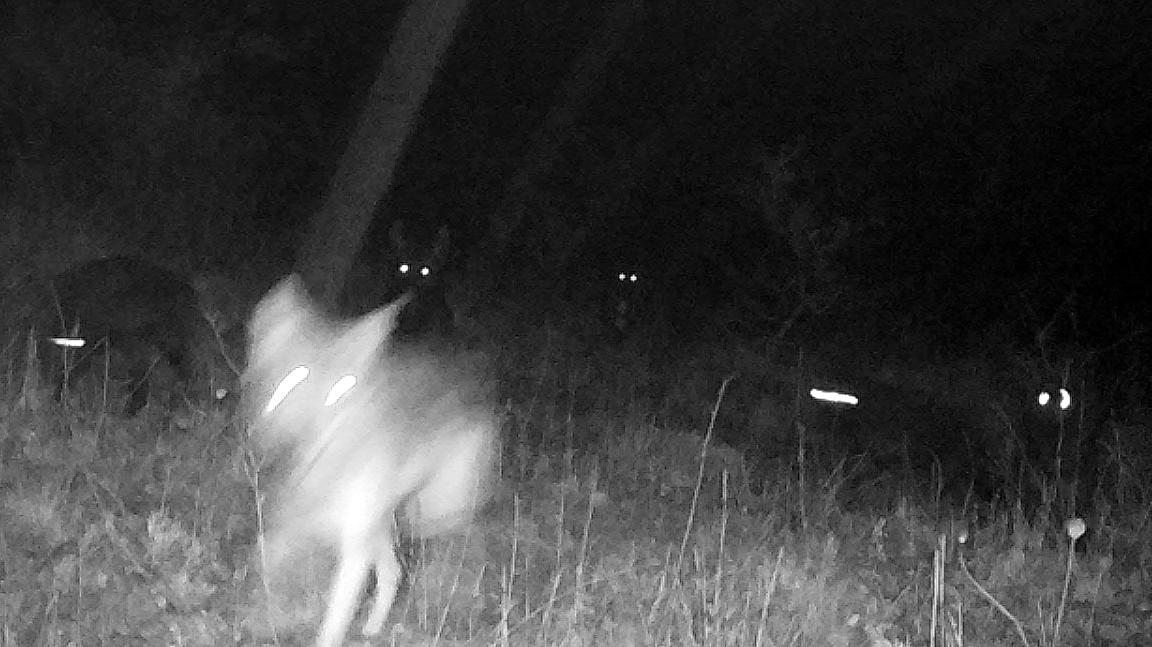 Wolfshybride: Die sechs kleinen Wolf-Hund-Mischlinge aus Thüringen dürfen leben - vorerst! HANDOUT - Die Bilder einer Fotofalle vom 01.10.2017 zeigen sechs junge Wolfsmischlinge auf einem Truppenübungsplatz in Ohrdruf (Thüringen). Im Fall der Ohrdrufer Wolf-Hund-Mischlinge könnten Spezialfallen zum Einsatz kommen. Aktuell diskutierten Expe