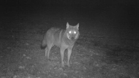 Wolfshybride: Die sechs kleinen Wolf-Hund-Mischlinge aus Thüringen dürfen leben - vorerst! Die Gesamtzahl der Wölfe in Deutschland wird von Experten auf etwa 350 geschätzt. Foto: wolfsbetreuer.de