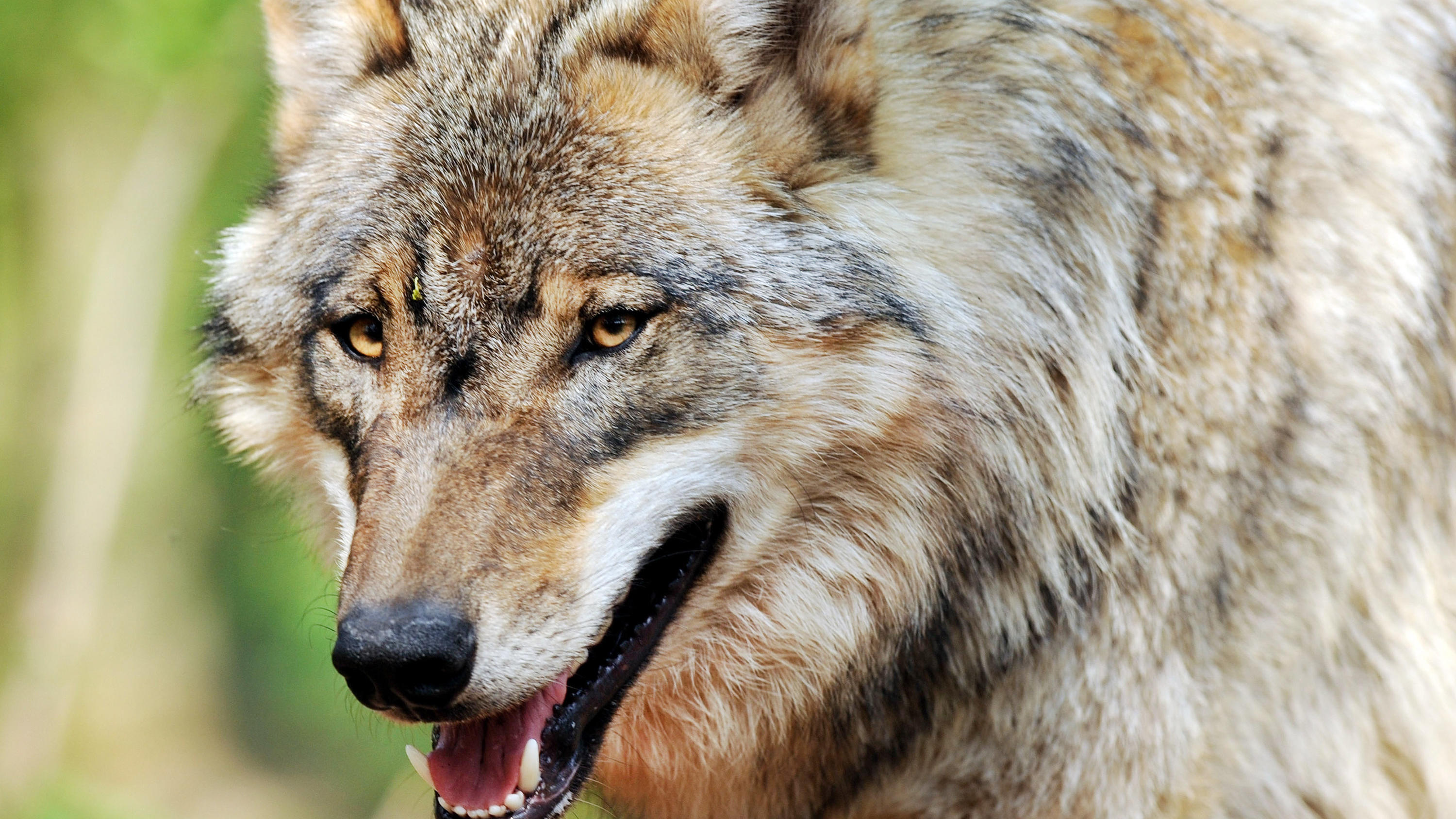 Wolfshybride: Die sechs kleinen Wolf-Hund-Mischlinge aus Thüringen dürfen leben - vorerst! ARCHIV - Wolf streift am 26.04.2011 durch ein Gehege in Niedersachsen. (Zu dpa «Wolf abschießen? - Debatte über Umgang mit dem Raubtier» vom 26.10.2017) Foto: Ingo Wagner/dpa +++(c) dpa - Bildfunk+++