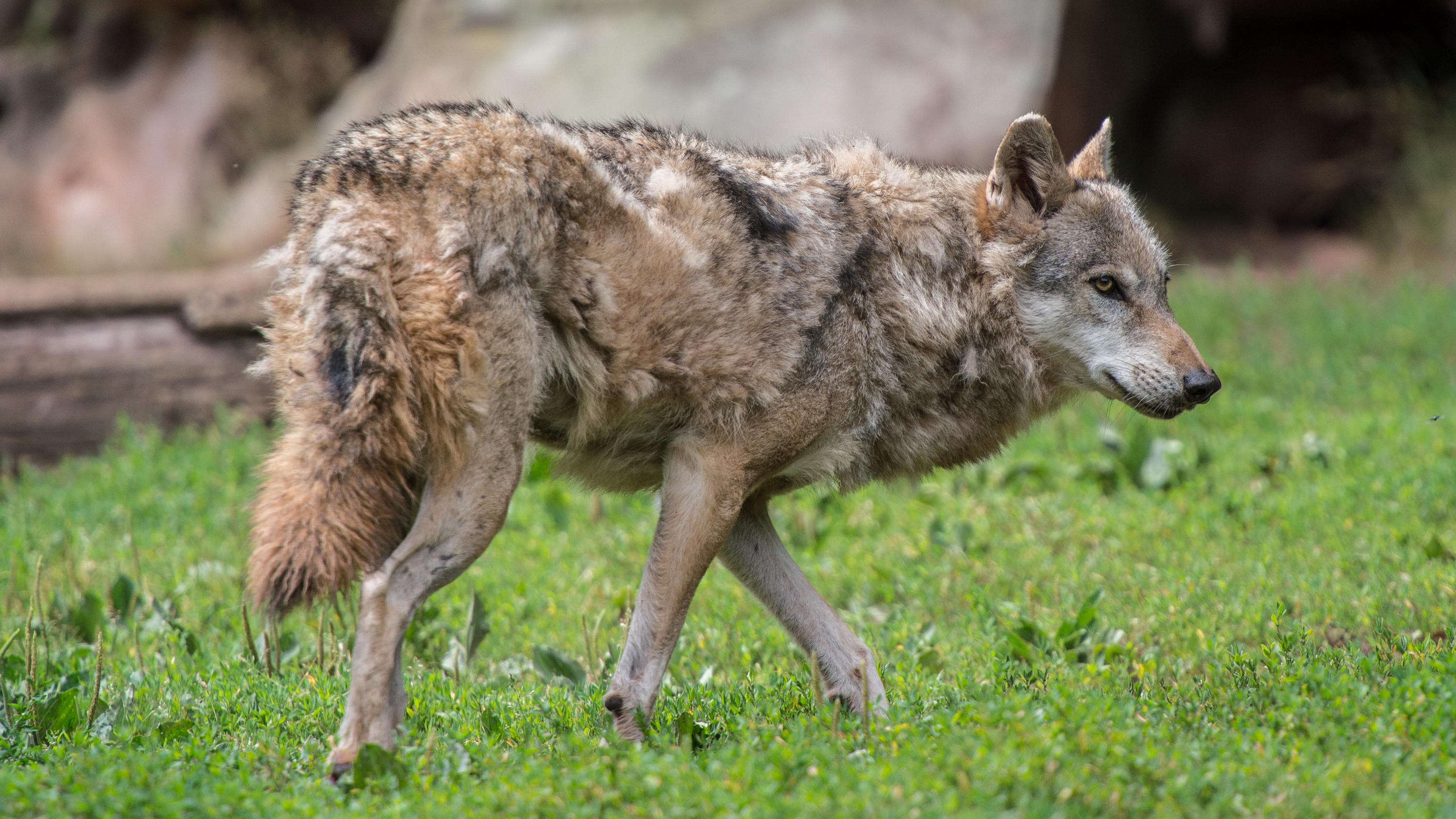 Wolfshybride: Die sechs kleinen Wolf-Hund-Mischlinge aus Thüringen dürfen leben - vorerst! ARCHIV - ILLUSTRATION - Ein Wolf läuft am 09.07.2015 in einem Tierpark in Cleebronn (Baden-Württemberg) durch sein Gehege. (zu dpa «Wölfe" vom 09.11.2017) Foto: Wolfram Kastl/dpa +++(c) dpa - Bildfunk+++