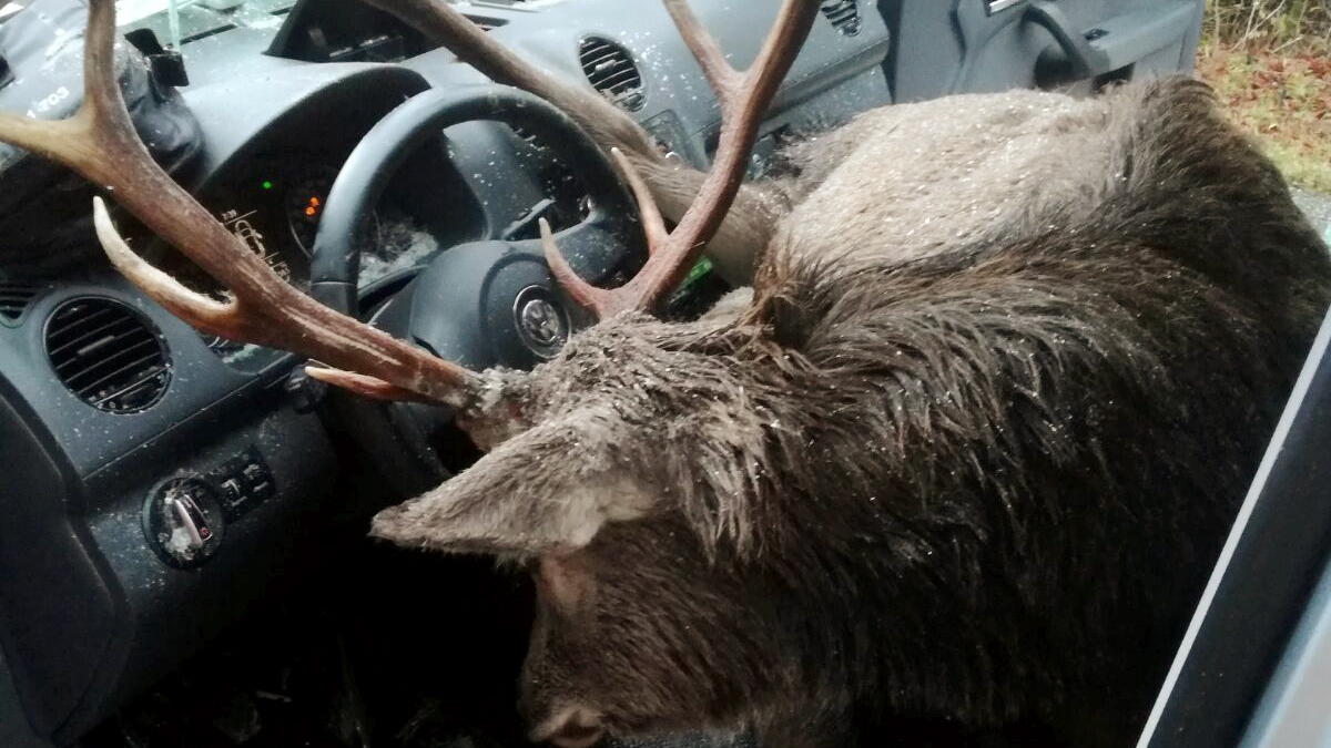 Unglaublicher Wildunfall: Hirsch springt in fahrendes Auto und landet auf Fahrersitz Ein toter Hirsch liegt am 14.11.2017 auf den vorderen Sitzen eines Fahrzeugs in Kössen (Tirol, Österreich). Das Tier war auf die Fahrbahn gelaufen und hatte die Windschutzscheibe durchschlagen. Der 47-jährige Fahrer und sein 15-jähriger Sohn aus Baye