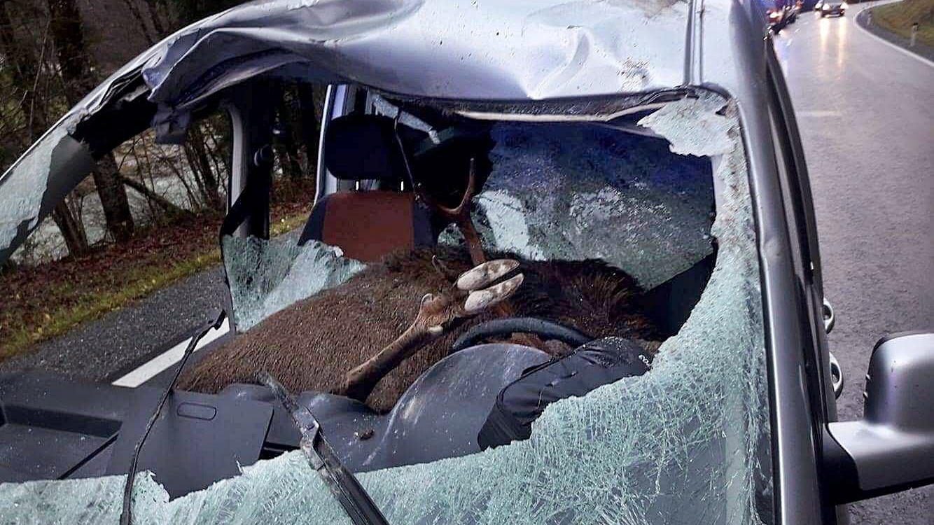 Unglaublicher Wildunfall: Hirsch springt in fahrendes Auto und landet auf Fahrersitz Ein toter Hirsch liegt am 14.11.2017 auf den vorderen Sitzen eines Fahrzeugs in Kössen (Tirol, Österreich). Das Tier war auf die Fahrbahn gelaufen und hatte die Windschutzscheibe durchschlagen. Der 47-jährige Fahrer und sein 15-jähriger Sohn aus Baye