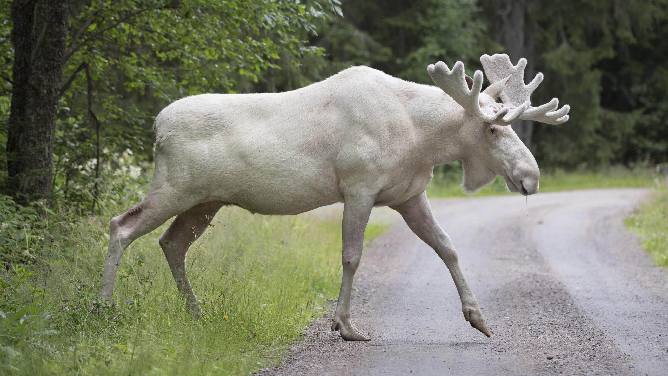 50.000 Schweden kämpften für ihn: Der weiße Elch darf weiterleben! ARCHIV - Ein seltener weißer Elch läuft am 31.07.2017 in Gunnarskog (Schweden) über eine Straße. Der schneeweiße Elch, der es in Schweden im Sommer zur Internet-Berühmtheit geschafft hat, ist knapp vor dem Tod gerettet worden. Eigentlich hatten die B