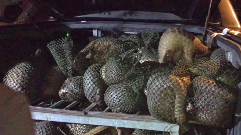 Tierschützer retten 114 Pangoline in Vietnam vor dem sicheren Tod Viele Pangoline in Netzen gefangen