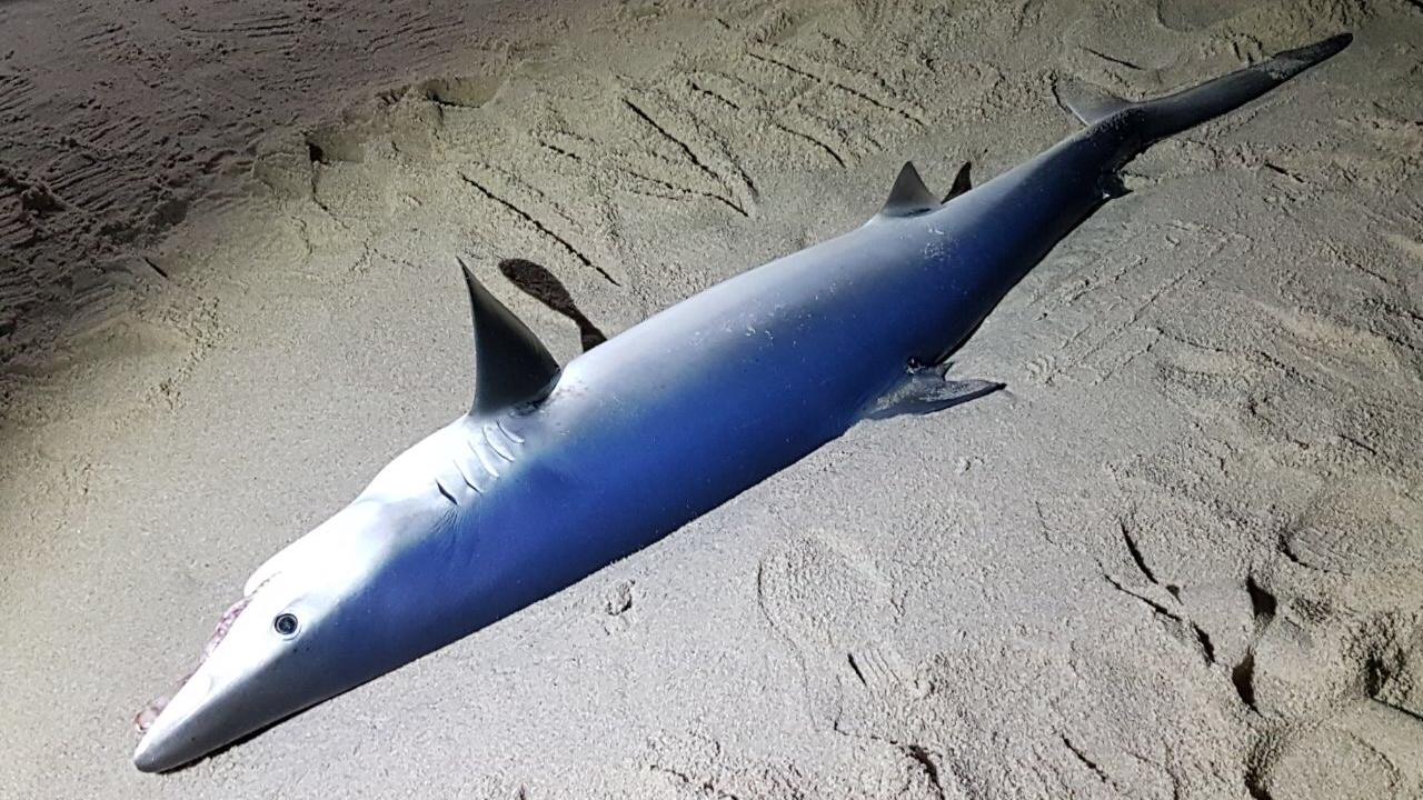 Toter Blauhai am Strand von Sylt gefunden - Spaziergänger machen seltene Entdeckung Toter Blauhai auf Sylt gefunden