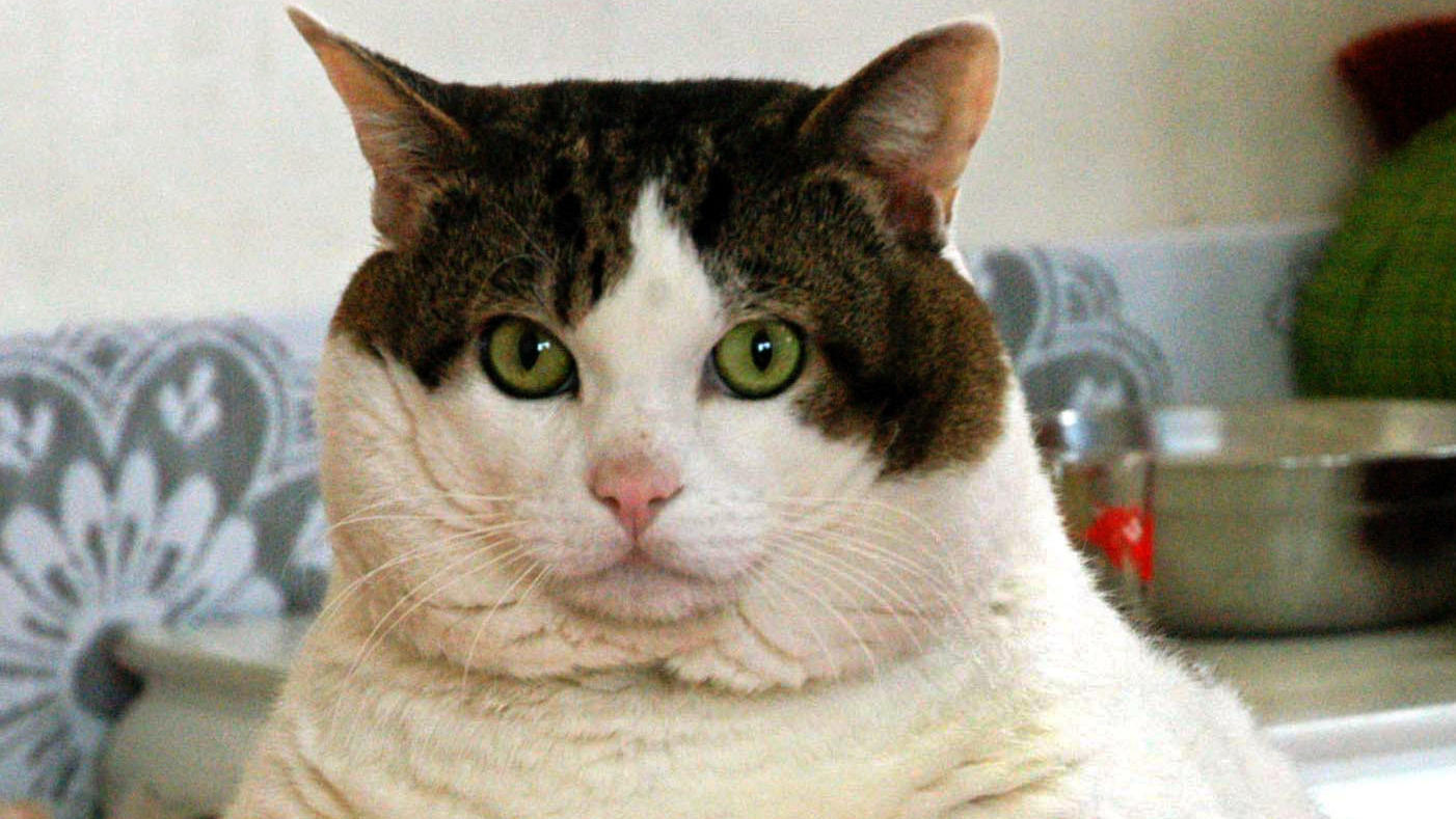 'Fat Cat Day': Top-Manager haben jetzt schon so viel verdient wie normale Arbeitnehmer im ganzen Jahr Den 'Fat Cat Day' begehen die Vorstände in britischen Aktiengesellschaften bereits am 4. Januar.