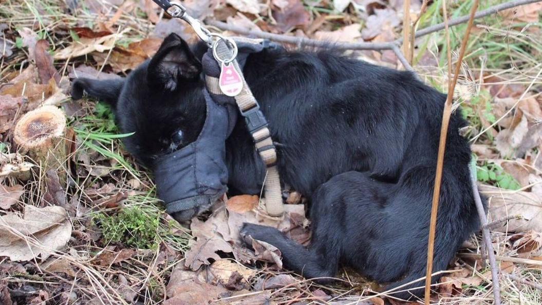 Ausgesetzt, Maul zugeklebt: Hund verendet grausam in Neubrandenburg Der kleine Hund wurde tot gequält aufgefunden (Bild: Tierheim Neubrandenburg)