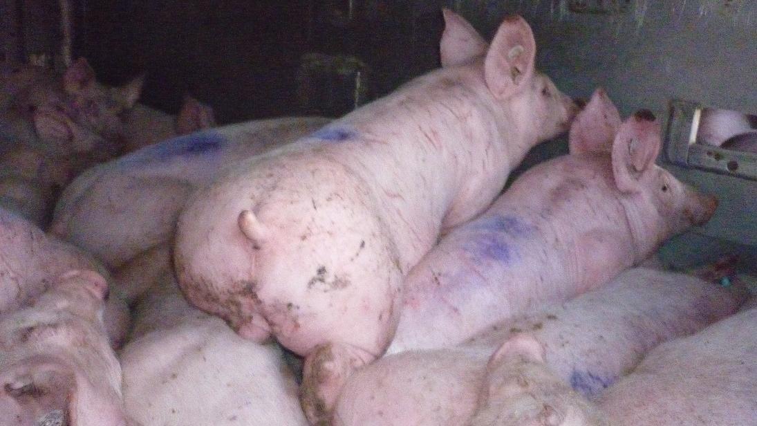 720 Ferkel ohne Wasser in einem Lkw – Polizei Sachsen stoppt völlig überladenen Tiertransporter auf der A4 Polizei Sachsen stoppt überladenen Tiertransporter