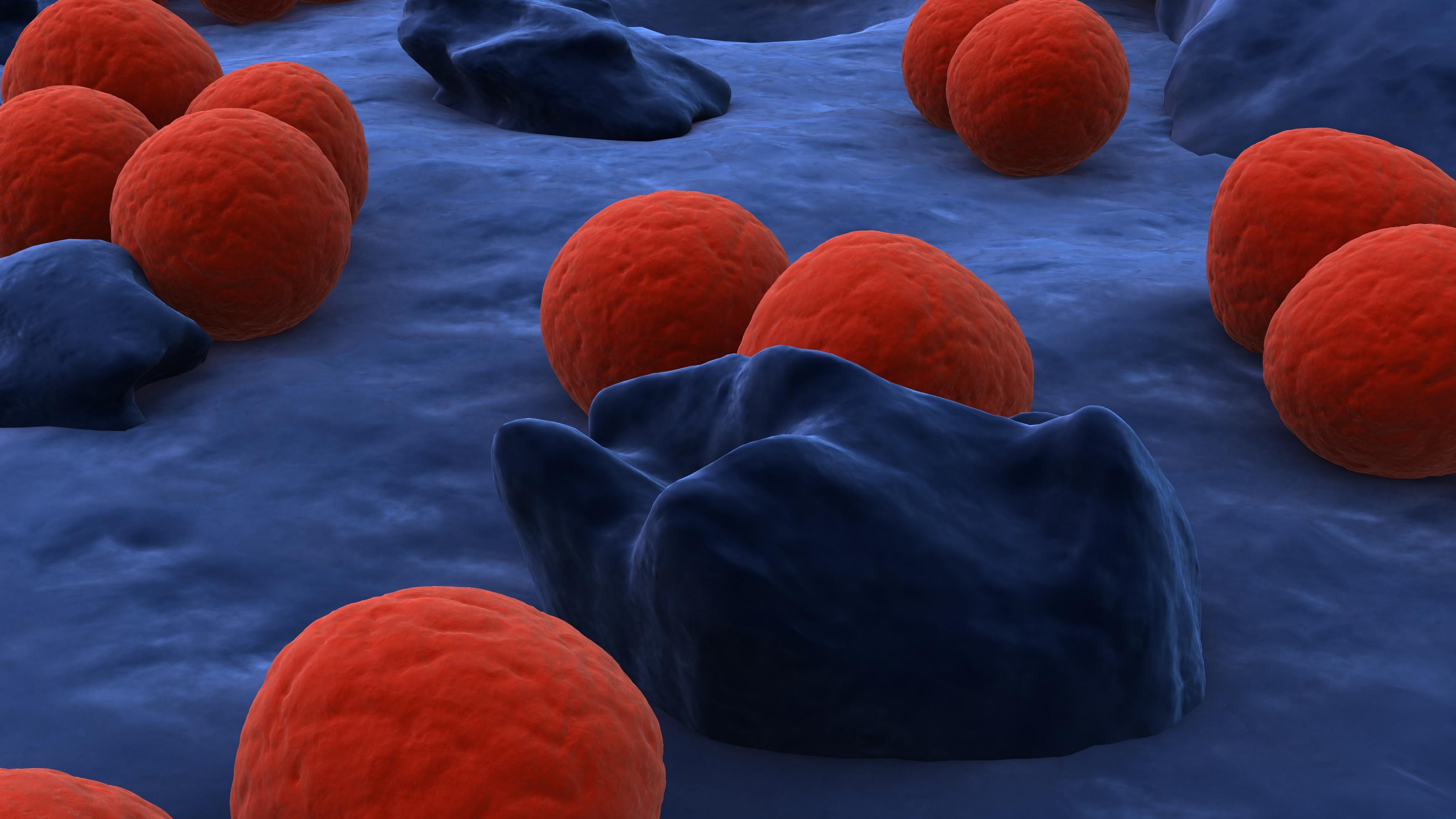 Hessen: Kind stirbt nach Meningokokken-Infektion im Landkreis Bergstraße coccus bacteria illustration