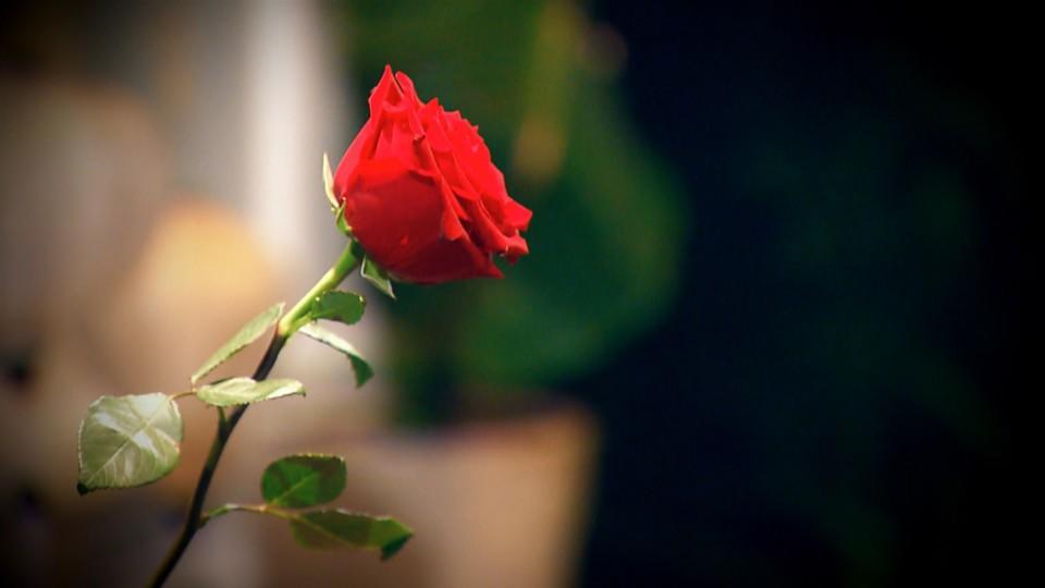 Der Bachelor 2018: Wem gibt Bachelor Daniel die letzte Rose? So spannend wird das Finale Die letzte Rose - wer der beiden Finalistinnen darf sie in Empfang nehmen?