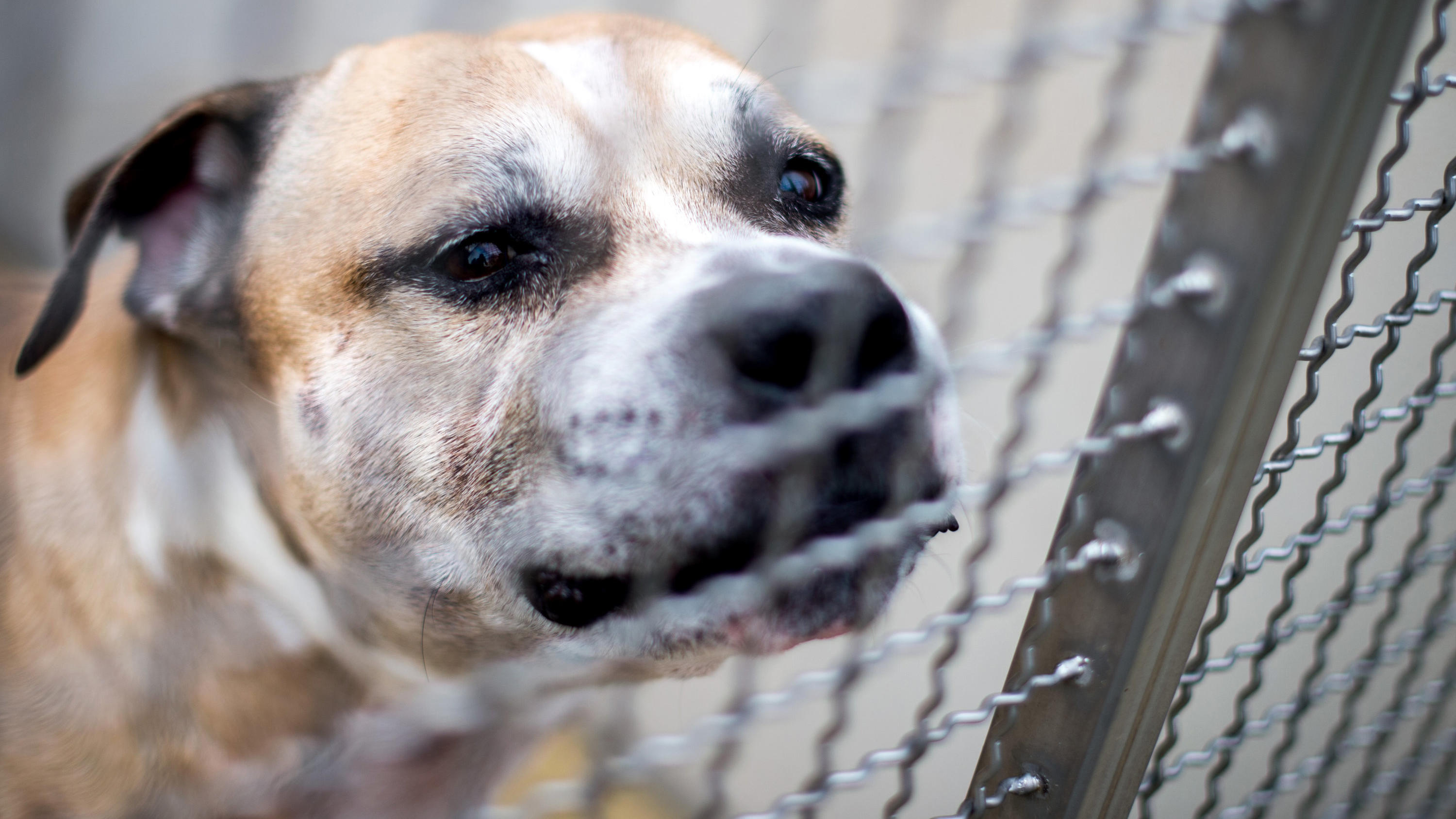 Chico ist tot Veterinäramt Hannover hat den Kampfhund nun doch