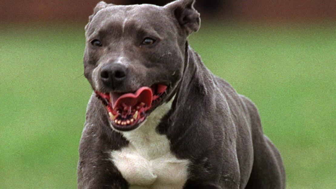 Fremdenfeindliche Attacke in Berlin: Männer hetzen Kampfhund auf einen Türken Pitbull