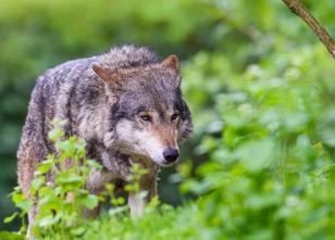 Der vor rund fünf Wochen bei Neuwied tot in einem Wildgehege aufgefundene H... weiterlesen
