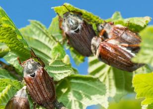 Bei sommerlichen Temperaturen haben die Maikäfer im Südwesten vielerorts ih... weiterlesen
