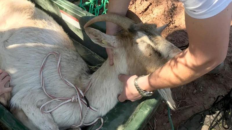 Steinbruch-Ziege auf dem Weg der Besserung Steinbruch-Ziege geht es besser