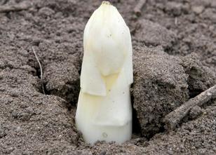 Spargel ist zu Beginn der diesjährigen Spargelsaison deutlich teurer als ei... weiterlesen