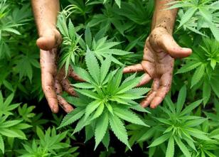 Eine riesige Stromrechnung für eine illegale Cannabis-Plantage beschäftigt ... weiterlesen