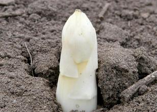 Spargel ist zu Beginn der diesjährigen Spargelsaison deutlich teurer als vo... weiterlesen