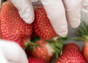 Keine Frostschäden und ein sonniges Frühjahr sind gut für die Erdbeeren: Im... weiterlesen