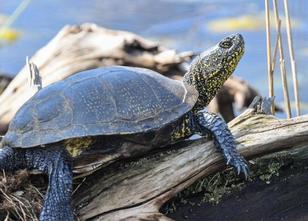 Im Naturerlebniszentrum Blumberger Mühle bei Angermünde (Uckermark) wird am... weiterlesen