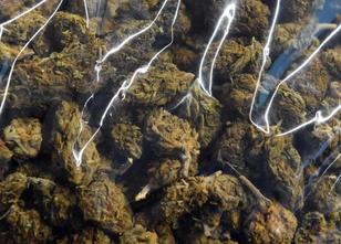Mit mehr als ein einem halben Kilo Marihuana im Rucksack ist ein mutmaßlich... weiterlesen