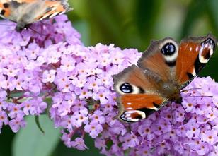 Blumeninseln, Samenbomben und keine Pestizide mehr: Der Bund Naturschutz Ba... weiterlesen