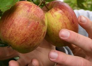 Nach dem Kältefrühling mit massiven Ernteausfällen im vergangenen Jahr hoff... weiterlesen