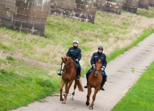 In der Elbtalaue sind im Sommer wieder Polizeireiter unterwegs. Die Beamten... weiterlesen
