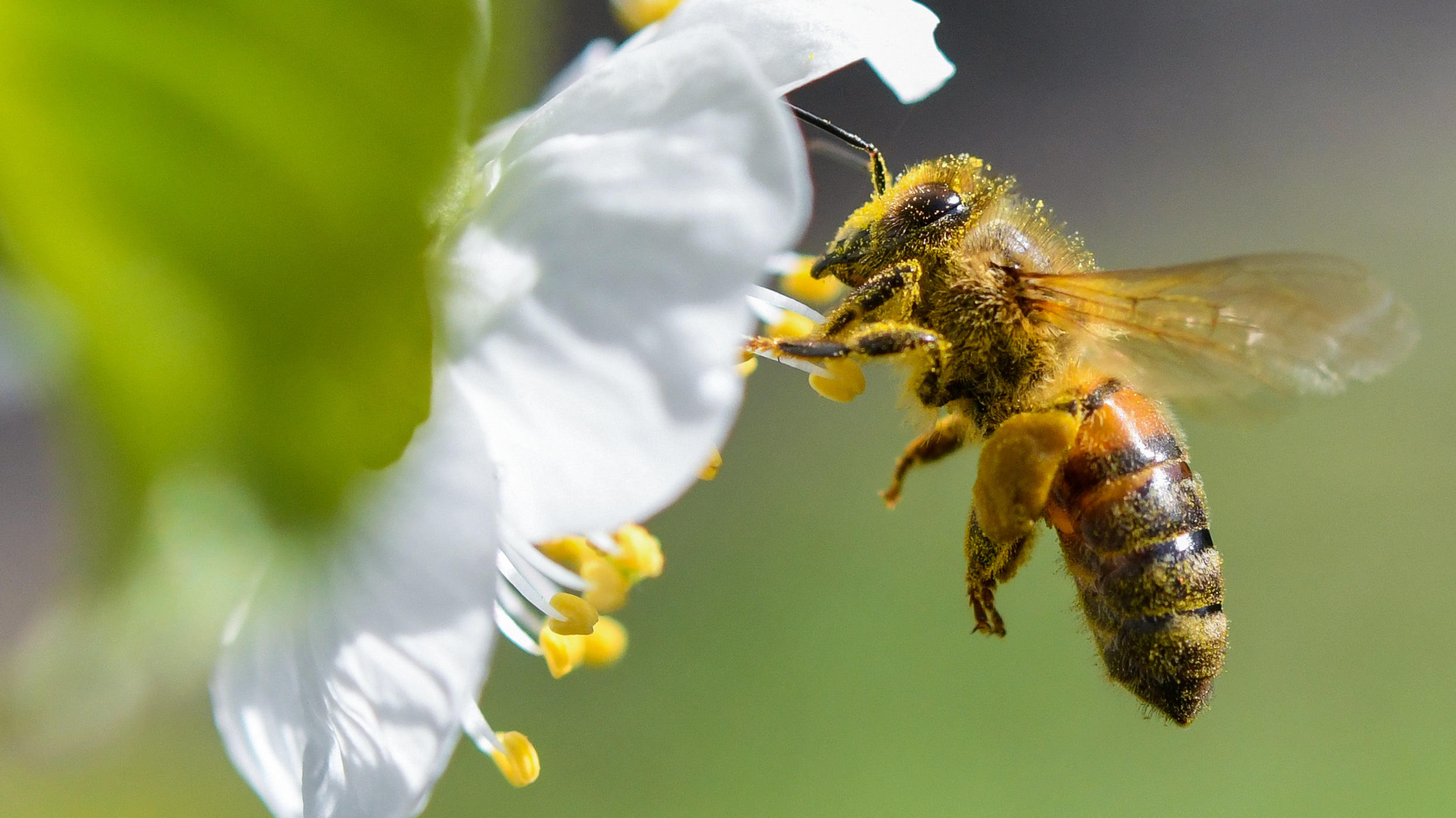 Was Hobbygärtner für Bienen tun können