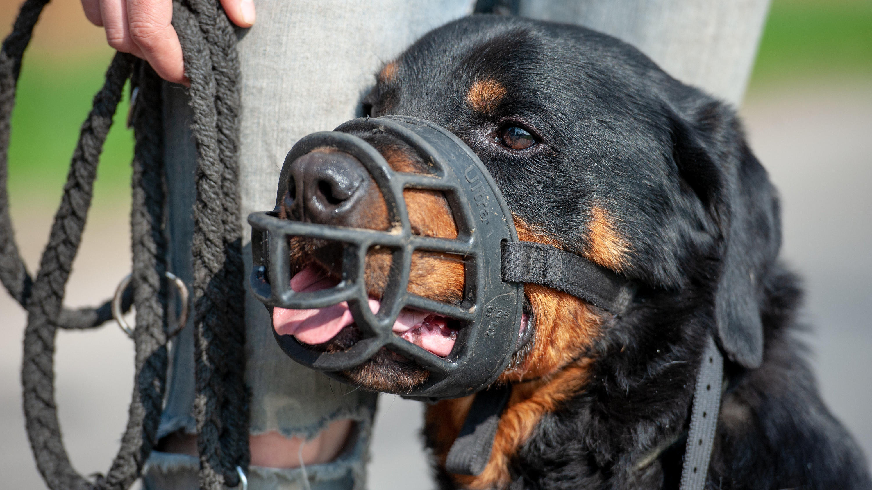 Polizei erschießt Rottweiler in München: Kampfhund fiel Passanten an und ließ sich nicht beruhigen Polizei München erschießt aggressiven Rottweiler